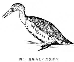 黄昏鸟化石及复原图