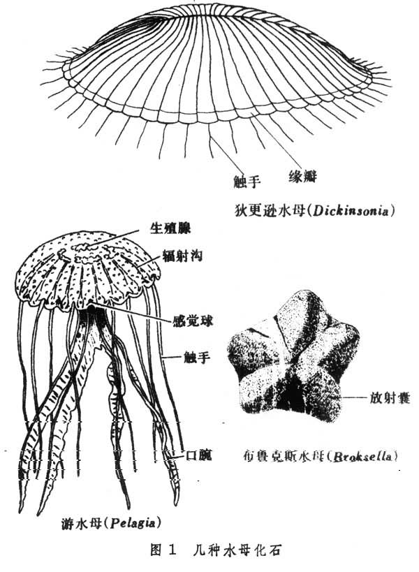 几种水母化石