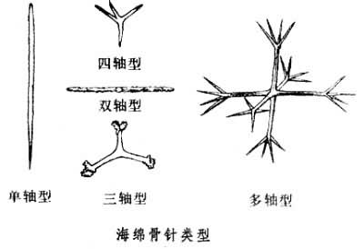 海绵骨针类型