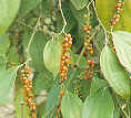 胡椒.jpg (3841 bytes)