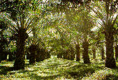 油棕1.jpg (14644 bytes)