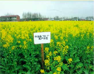 油菜1.jpg (24842 bytes)