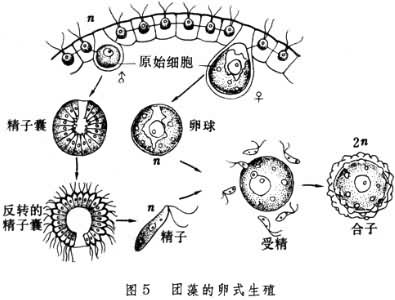 团藻的卵式生殖