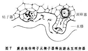 蕨类植物精子从精子器释放游泳至颈卵器