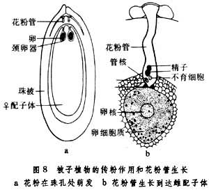 被子植物的传粉作用和花粉管生长