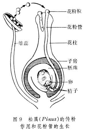 松属(Pinus)的传粉作用和花粉管的生长