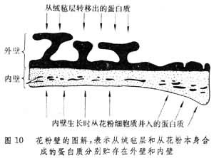 花粉壁的图解,表示从绒毡层和从花粉本身合成的蛋白质