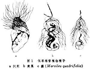 低等维管植物精子