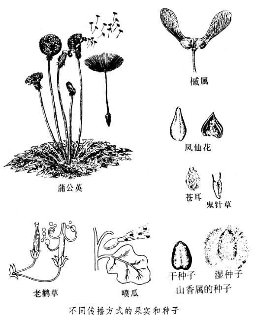 不同传播方式的果实和种子