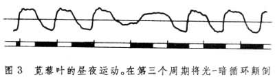 苋藜叶的昼夜运动。在第三个周期将光-暗循环颠倒