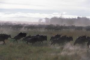 马塞—马拉野生动物保护区