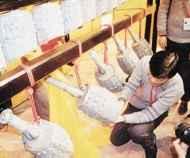山东章丘洛庄汉墓陪葬坑和祭祀坑遗址