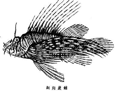 翱翔蓑<img src=