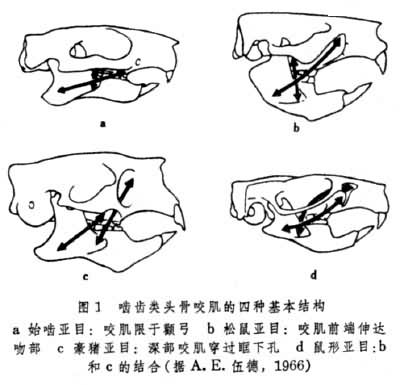 啮齿类头骨咬肌的四种基本结构