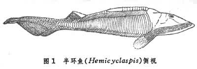 半环鱼(Hemicyclaspis)侧视