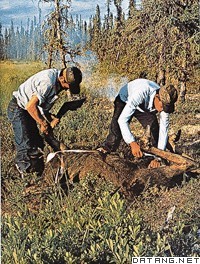 正在给猎物剥皮的阿塔帕斯卡人