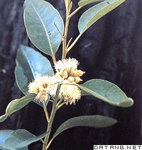 蓝桉树花果