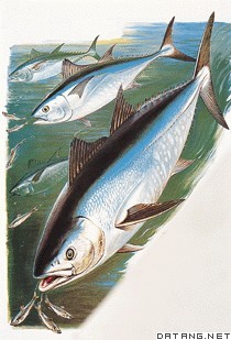 金枪鱼