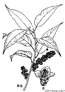 喜马山旌节花