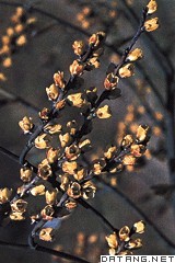中国旌节花