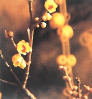 蜡梅