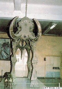 猛犸象骨骼化石