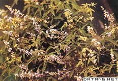 荆条花