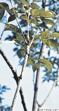 白蜡树