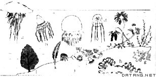 各种腔肠动物的生活状态