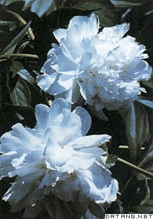 芍药花