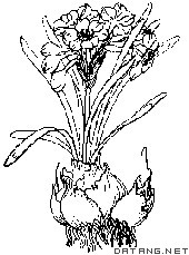 水仙花