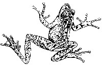 斑腿树蛙