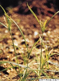 莎草