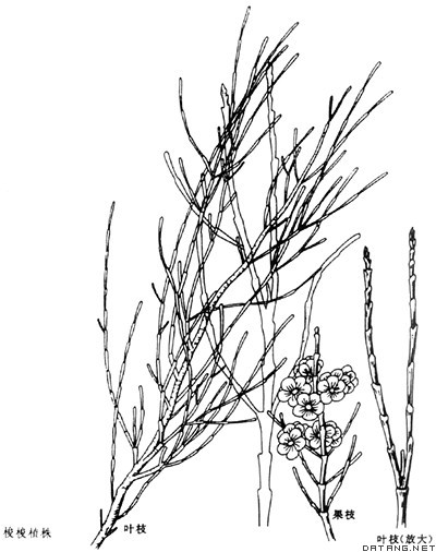 梭梭植株