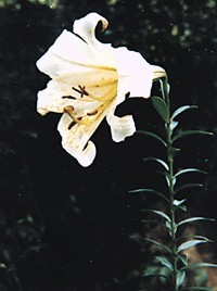 野生百合花