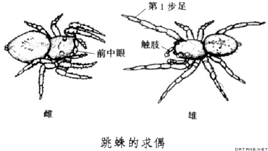 跳蛛的求偶
