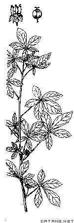 五加植株