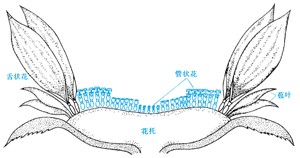 向日葵头状花序纵切面