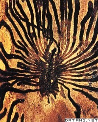 小蠹在木材上食害虫情景