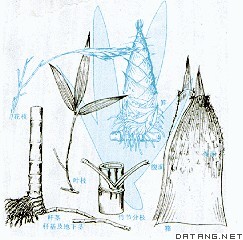毛竹