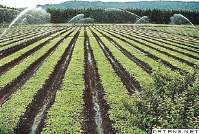 中国黑龙江鹤北林业局苗林生产基地