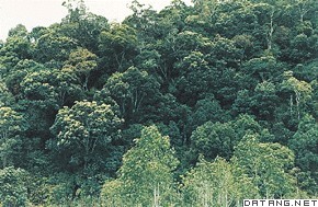 常绿阔叶林