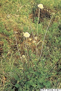 川续断