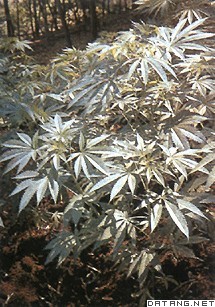 大麻