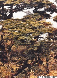 保护区森林风光