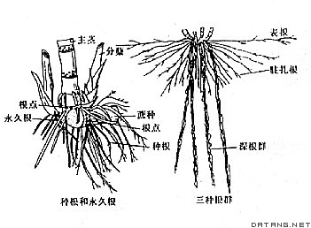甘蔗的根系分蘖
