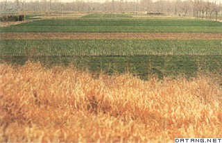 官渡之战决战战场遗址