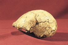 和县人头骨化石