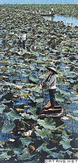 荷花竞开的洪湖