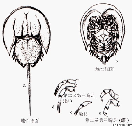 中国鲎